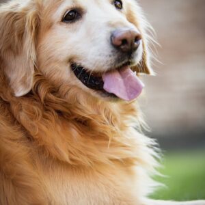 golden retiver, dog, happy dog-3058383.jpg