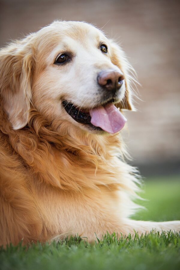 golden retiver, dog, happy dog-3058383.jpg